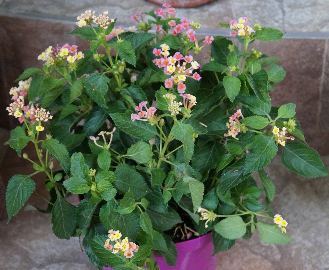Лантана (Lantana) Лантана (Lantana)