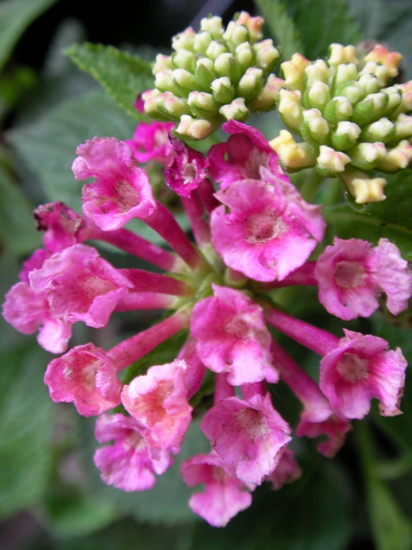 Лантана, розово-лилава (Lantana) Лантана, розово-лилава (Lantana)