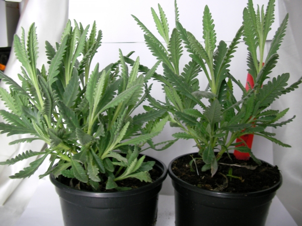 Лавандула, малка (Lavandula) Лавандула, малка (Lavandula)