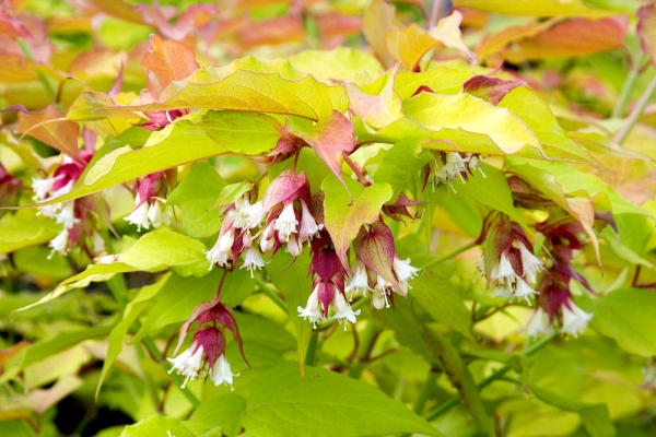 Лейцестерия (Leycesteria Golden Lanterns) Лейцестерия (Leycesteria Golden Lanterns)