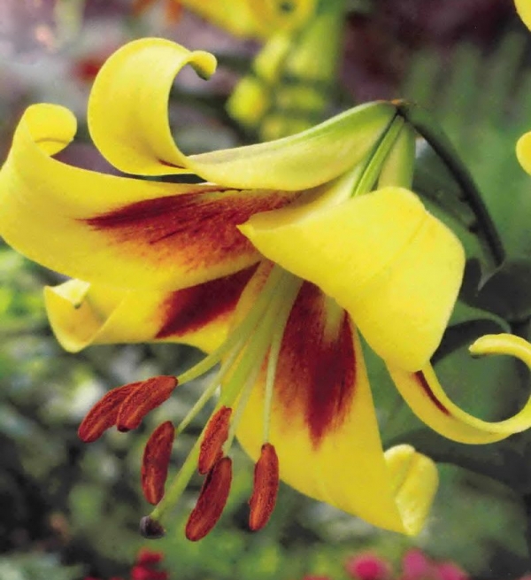 Лилиум (Lilium Golden Swanson) Лилиум (Lilium Golden Swanson)