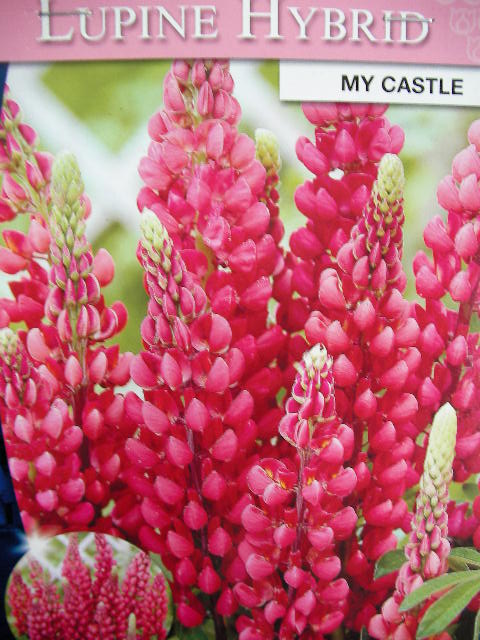 Лупине (Lupine Hybrid My Castle) Лупине (Lupine Hybrid My Castle)