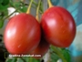 Тамарило, Доматено дърво (Tamarillo, Cyphomandra betacea)