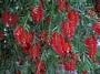 Калистемон (Callistemon Endeavor)