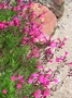Салвия (Salvia greggii)