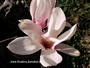 Магнолия, листопадна (Magnolia Soulangeana)