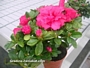 Азалия, стайна (Azalea)
