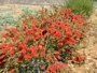 Калистемон (Callistemon Endeavor)
