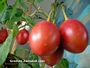 Тамарило, Доматено дърво (Tamarillo, Cyphomandra betacea)