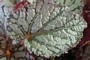 Бегония рекс (Begonia rex)