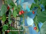 Тамарило, Доматено дърво (Tamarillo, Cyphomandra betacea)