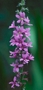 Литрум, върболист, билката блатия (Lythrum salicaria)