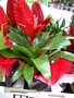 Гуцмания (Guzmania)