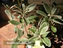 Брахиглотис (Brachyglottis Sunshine Senecio)
