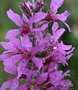 Литрум, върболист, билката блатия (Lythrum salicaria)