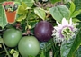 Пасифлора едулис, Маракуя, семена (Passiflora edulis)