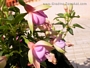 Градинска Обичка, Фуксия (Fuchsia Heidi Ann)