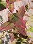 Трицветен хиперикум (Hypericum moserianum Trikolor)