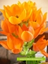Орнитогалум (Ornithogalum Dubium)