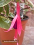 Пъстролистна обичка (Fuchsia magellanica Variegata)