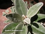 Брахиглотис (Brachyglottis Sunshine Senecio)
