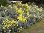 Брахиглотис (Brachyglottis Sunshine Senecio)