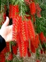 Калистемон (Callistemon Endeavor)