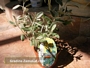 Брахиглотис (Brachyglottis Sunshine Senecio)