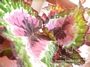 Бегония рекс (Begonia Rex)