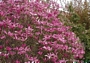 Магнолия Сюзан (Magnolia Susan)