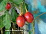 Тамарило, Доматено дърво (Tamarillo, Cyphomandra betacea)