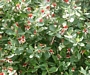 Фейхуа (Feijoa)