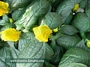 Пахистахис (Pachystachys)