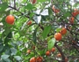 Мандарина, цитрус Клементина (Citrus Clementina)