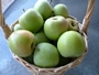 Ябълка, сорт Муцу (Malus domestica Mutsu)