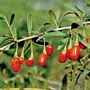 Лиций, Мерджан, Лициум, Годжи Бери (Lycium Barbarum, Lycium Chinense, Wolfberry)