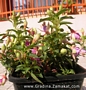 Градинска Обичка, Фуксия (Fuchsia Heidi Ann)