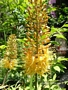 Еремурус (Eremurus)