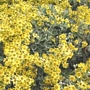 Брахиглотис (Brachyglottis Sunshine Senecio)