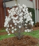 Магнолия стелата (Magnolia stellata)