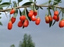 Лиций, Мерджан, Лициум, Годжи Бери (Lycium Barbarum, Lycium Chinense, Wolfberry)
