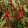 Пъстролистна обичка (Fuchsia magellanica Variegata)