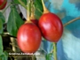 Тамарило, Доматено дърво (Tamarillo, Cyphomandra betacea)
