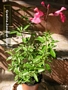 Салвия (Salvia greggii)