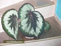 Царска Бегония (Begonia rex)