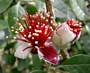 Фейхуа (Feijoa)