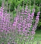 Литрум, върболист, билката блатия (Lythrum salicaria)