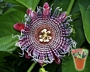 Пасифлора, Маракуя, семена (Passiflora quadrangularis)