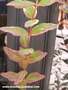 Трицветен хиперикум (Hypericum moserianum Trikolor)