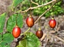 Тамарило, Доматено дърво (Tamarillo, Cyphomandra betacea)